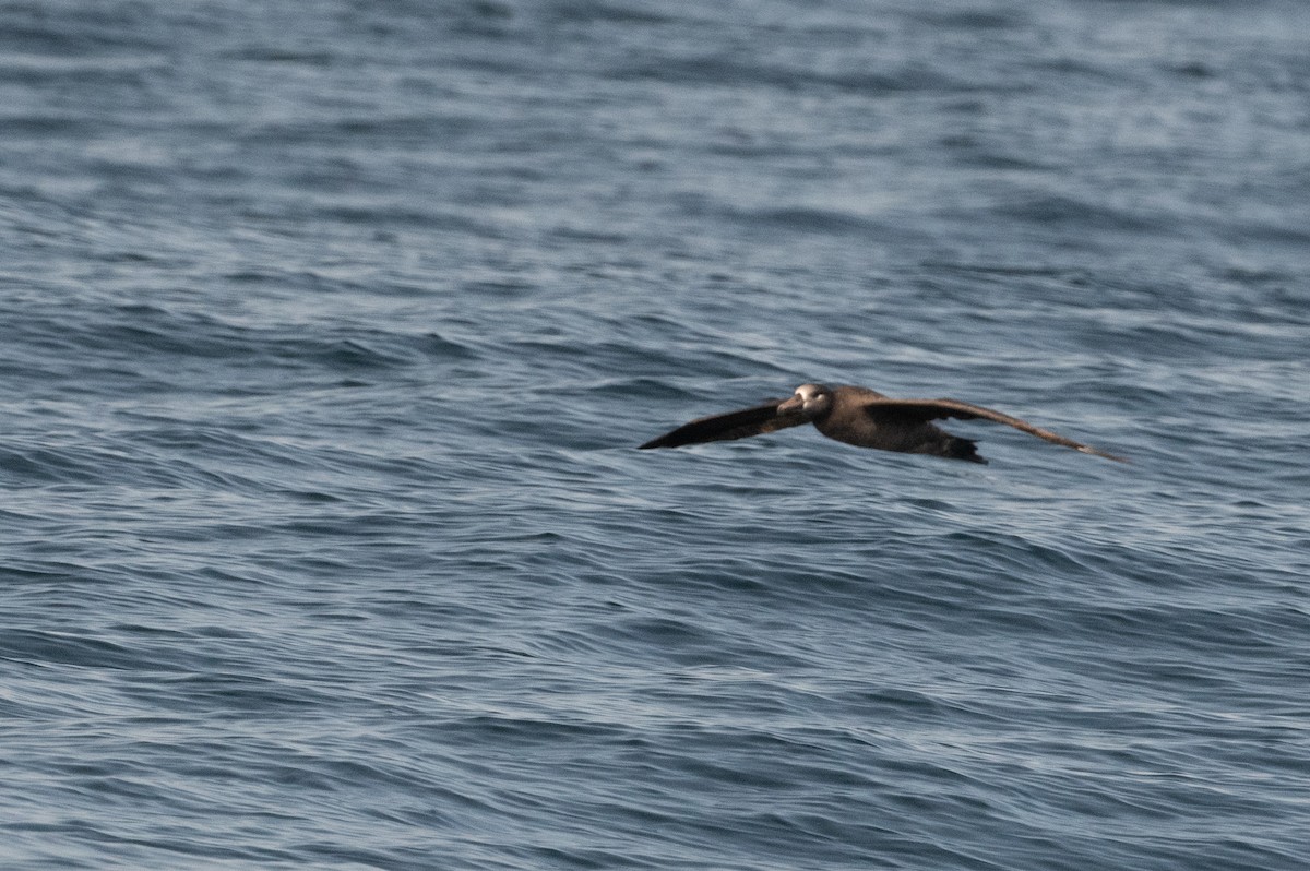 Albatros à pieds noirs - ML181687231