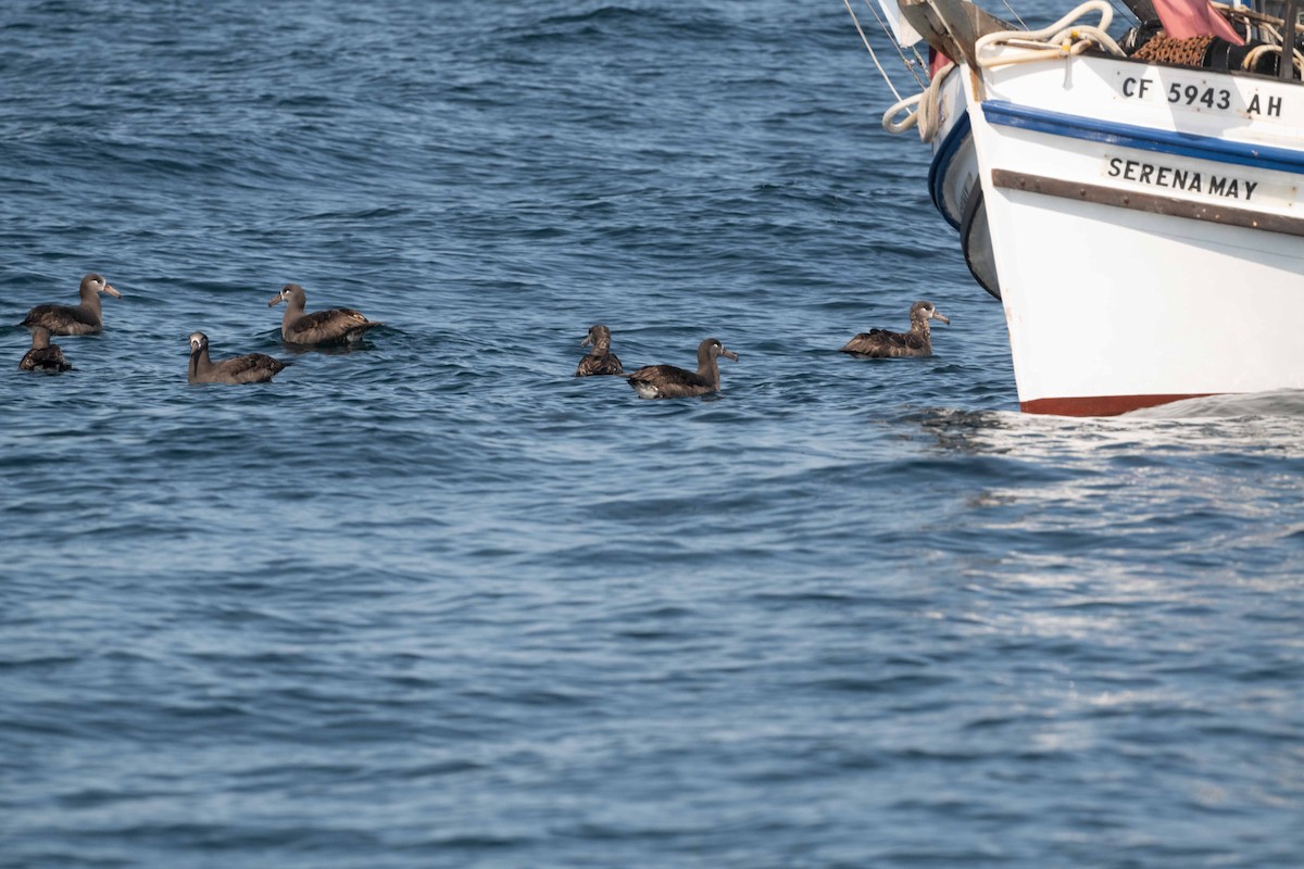 Albatros à pieds noirs - ML181687451