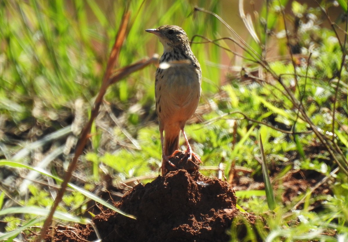 Hellmayr's Pipit - ML181687701