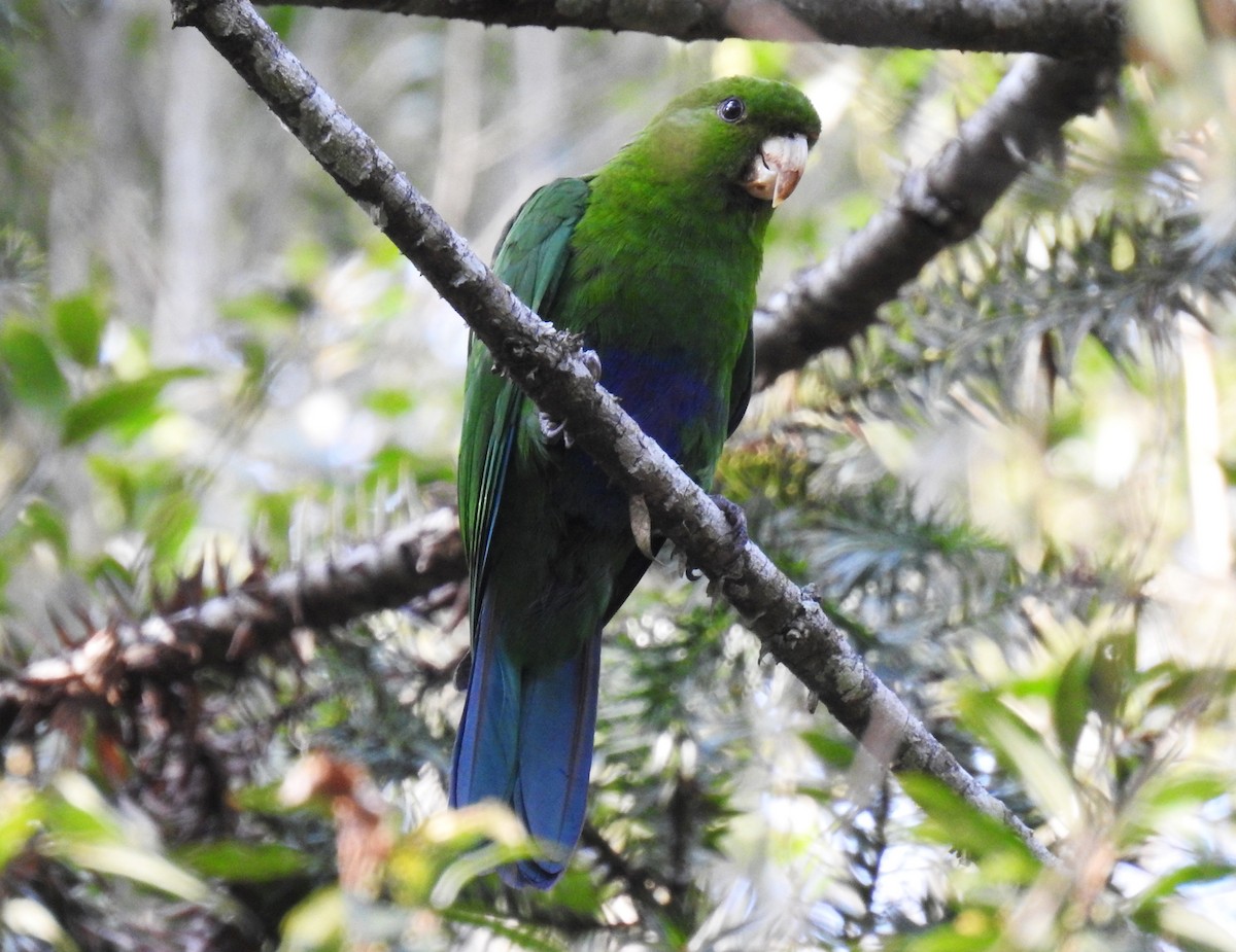 Blue-bellied Parrot - ML181687941