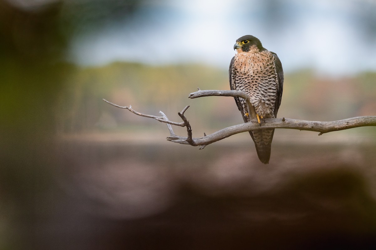 Peregrine Falcon - Kyle Tansley