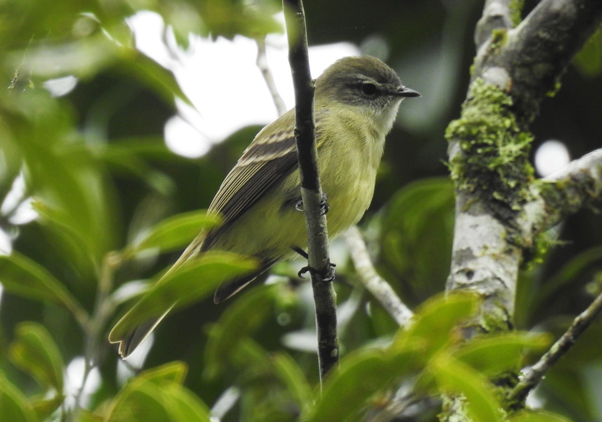 Planalto Tyrannulet - ML181688341