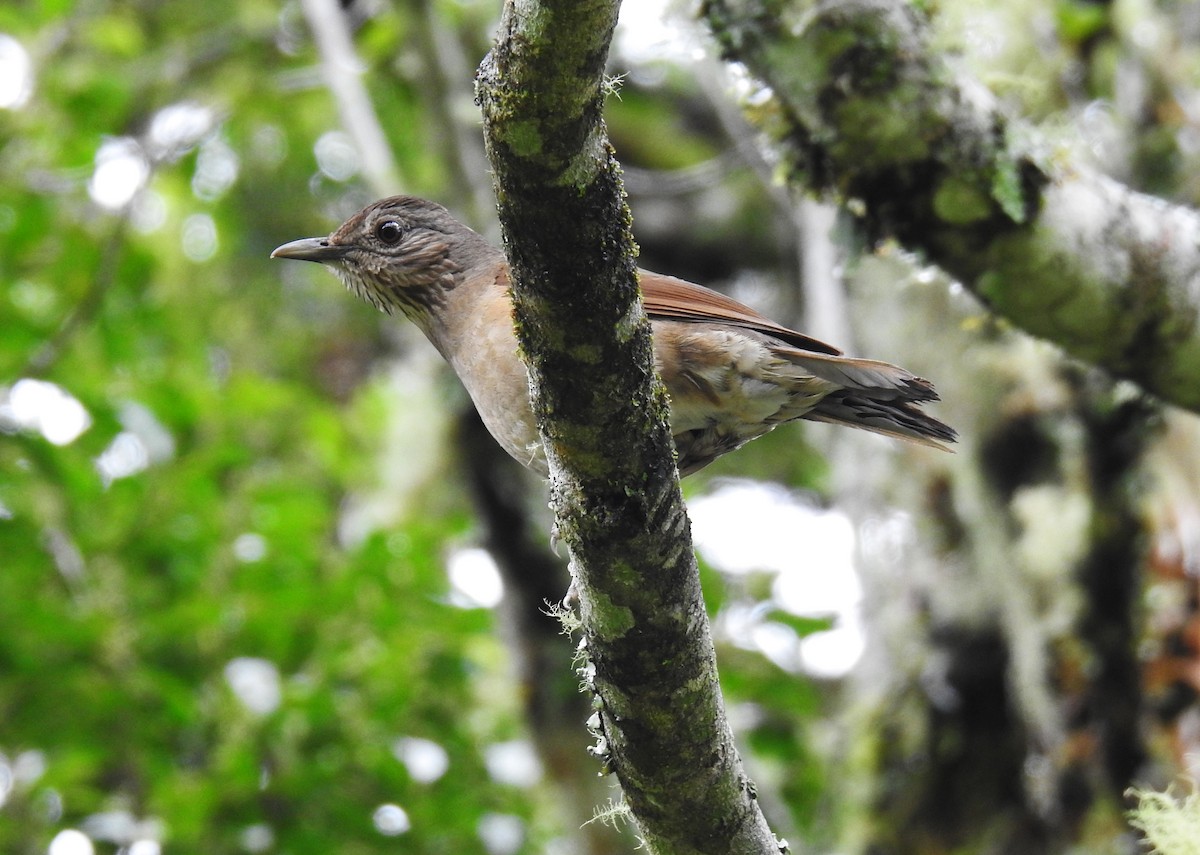 Pale-breasted Thrush - ML181688721