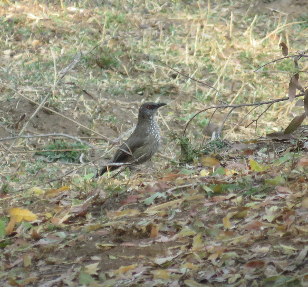 Arrow-marked Babbler - ML181688981