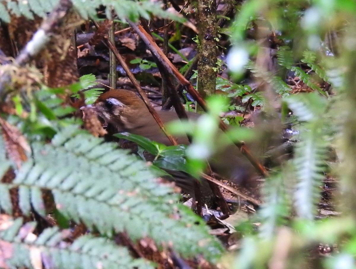 Short-tailed Antthrush - ML181688991