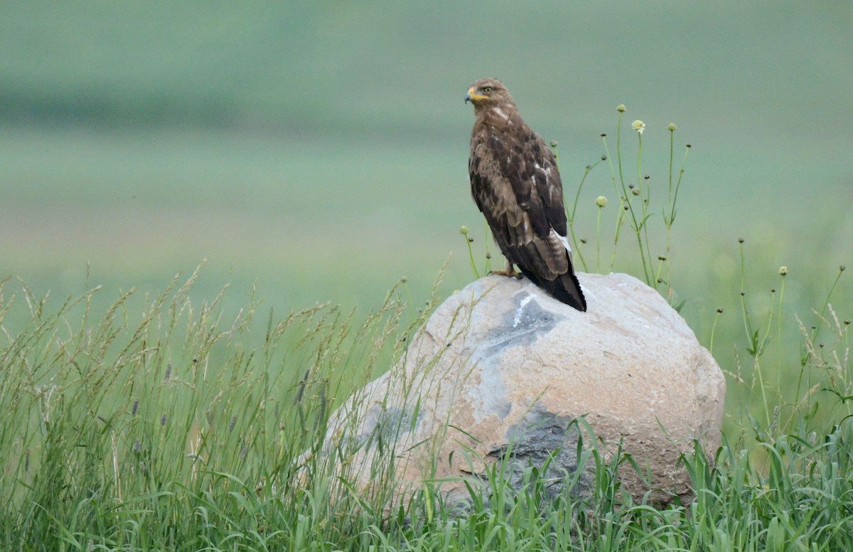 Lesser Spotted Eagle - ML181690271