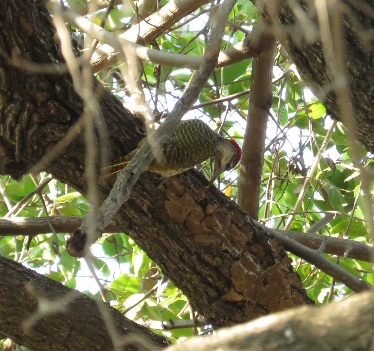 Cardinal Woodpecker - ML181690381