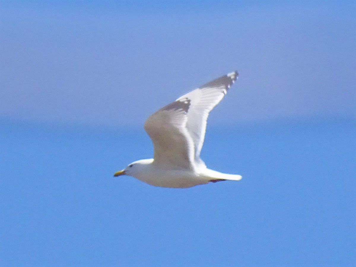 Herring Gull - ML181690561