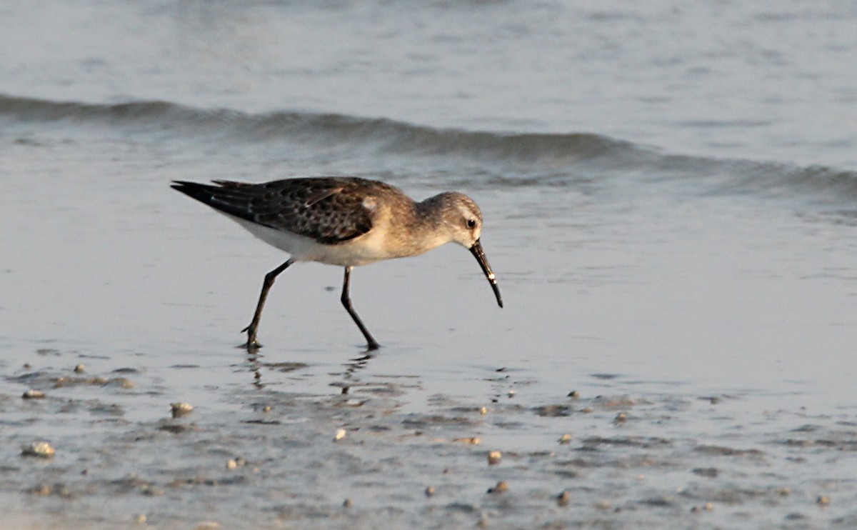 Curlew Sandpiper - ML181690631