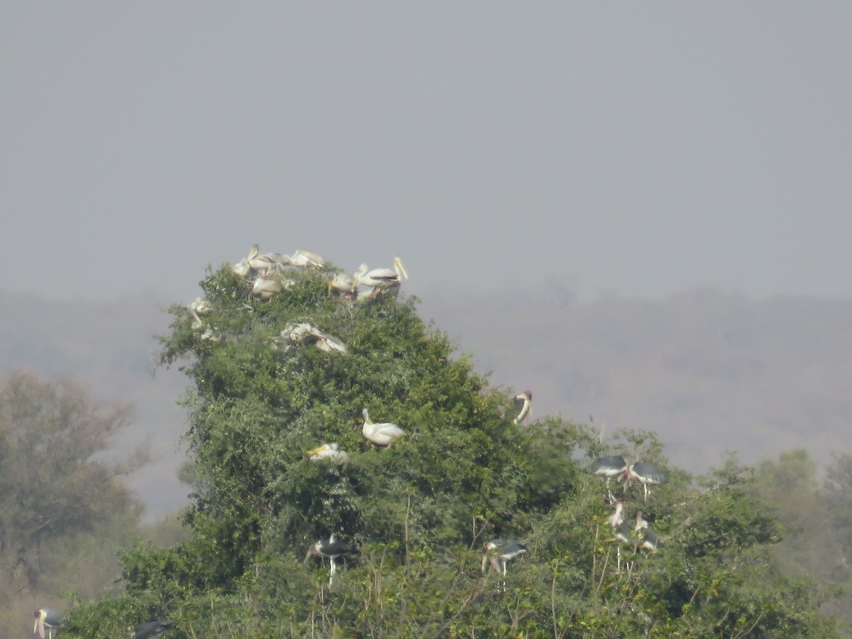 Great White Pelican - ML181690871