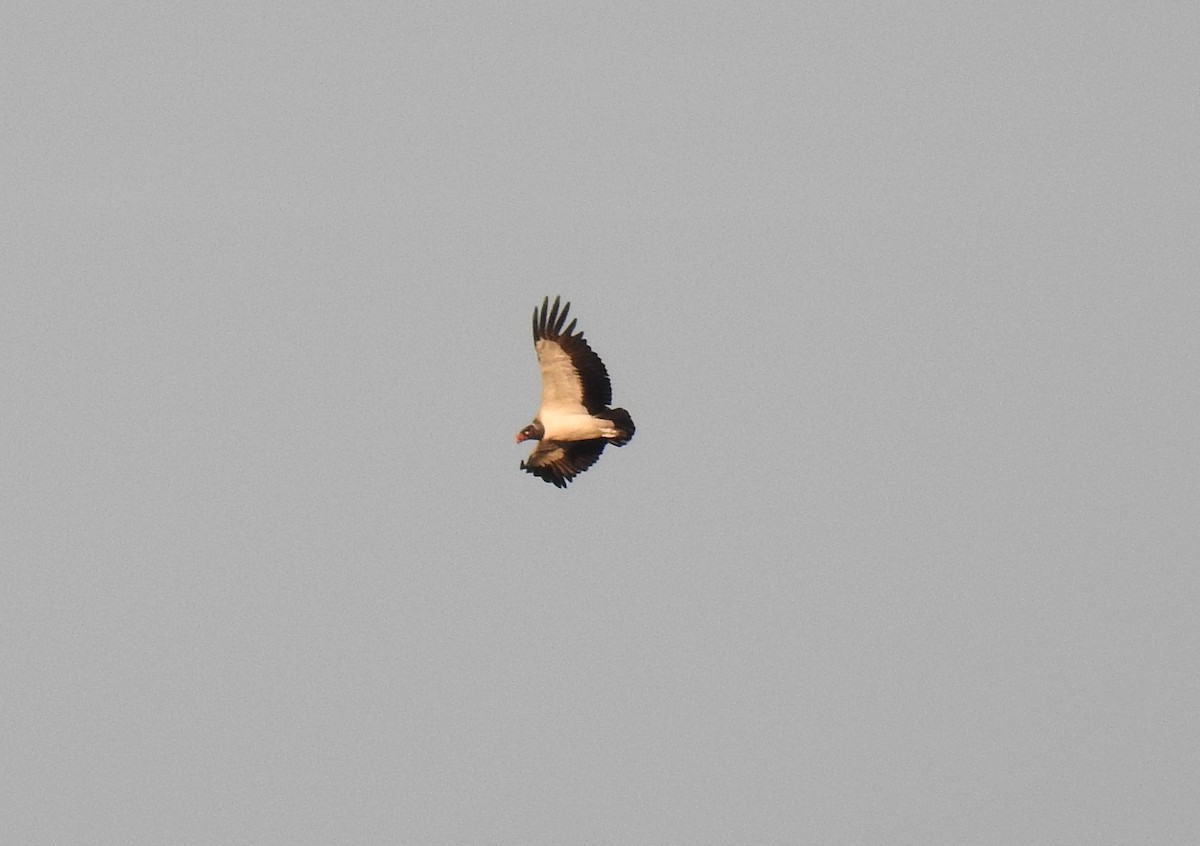 King Vulture - ML181690881