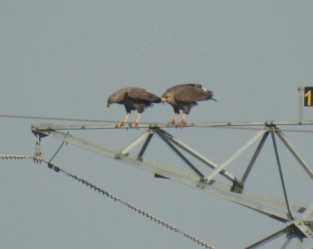 Chaco Eagle - ML181690911