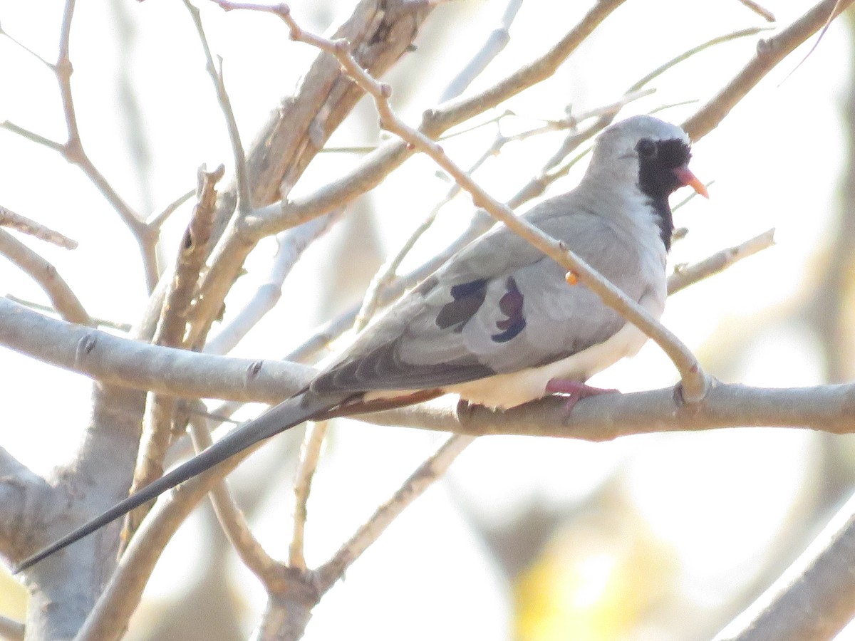 Namaqua Dove - ML181692701