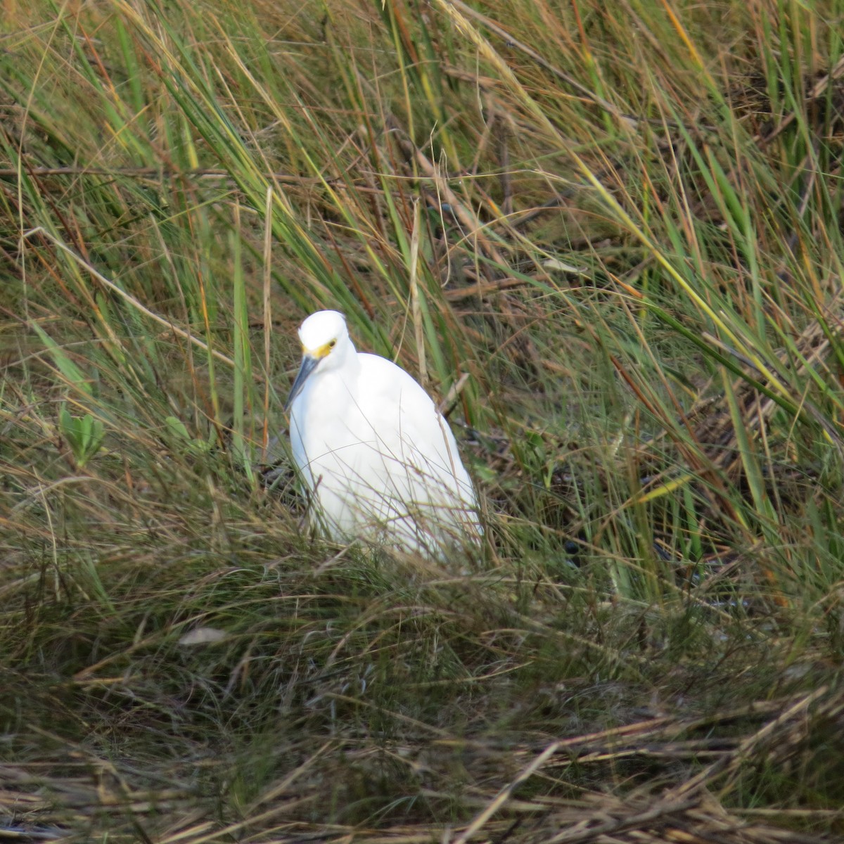 Snowy Egret - ML181694651