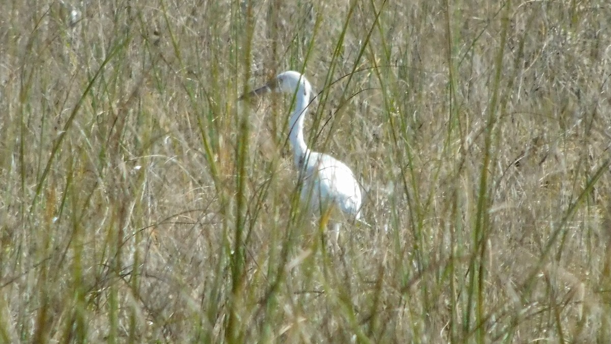 Little Blue Heron - ML181697721