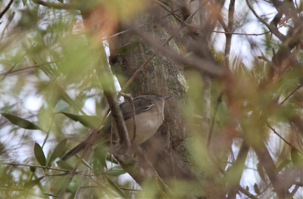 Eurasian Blackcap - ML181697861