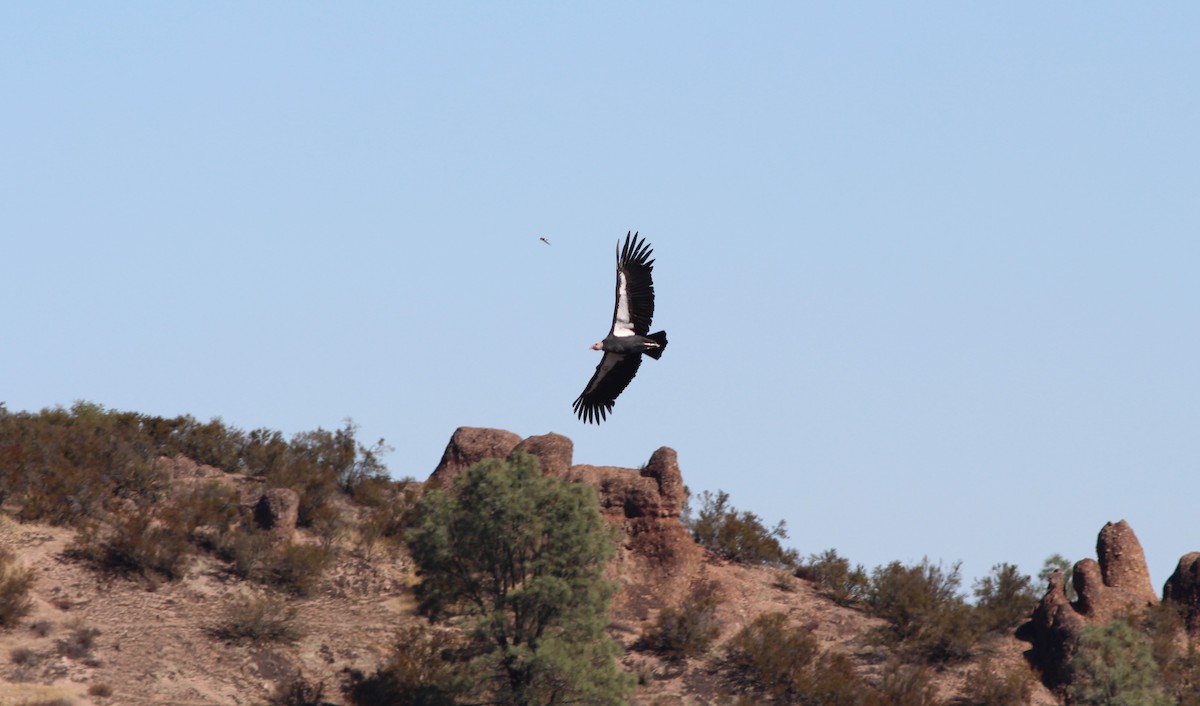 California Condor - ML181699311