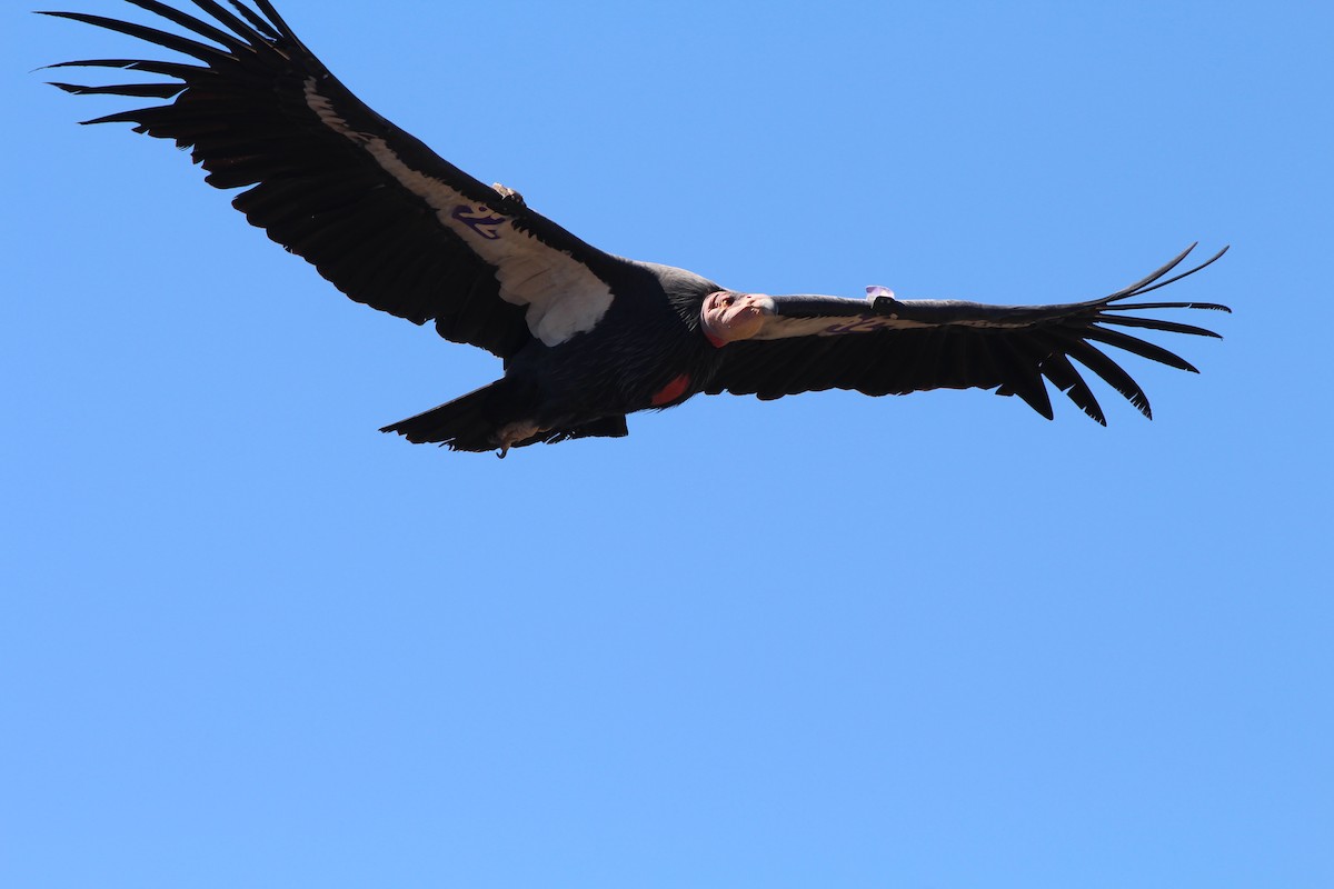 California Condor - ML181699361