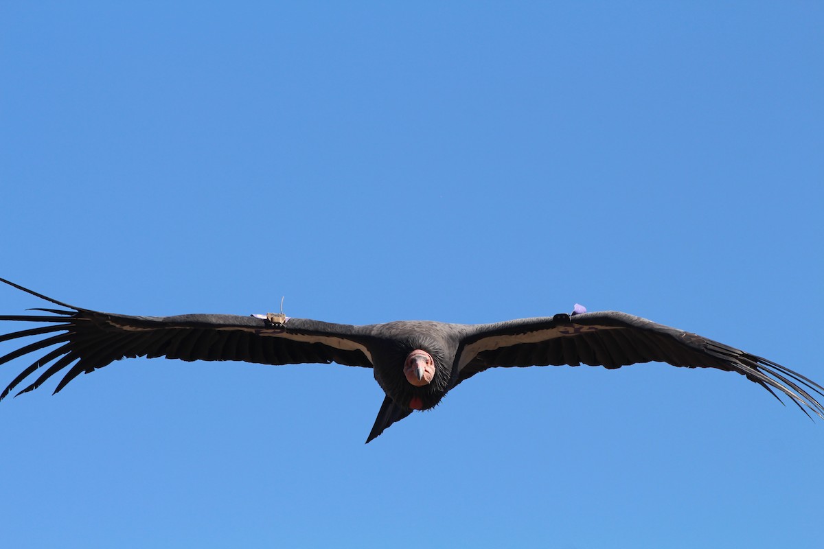 California Condor - ML181699371