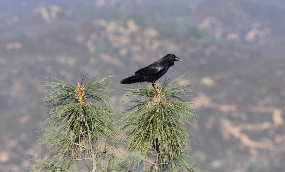 Common Raven - ML181699411