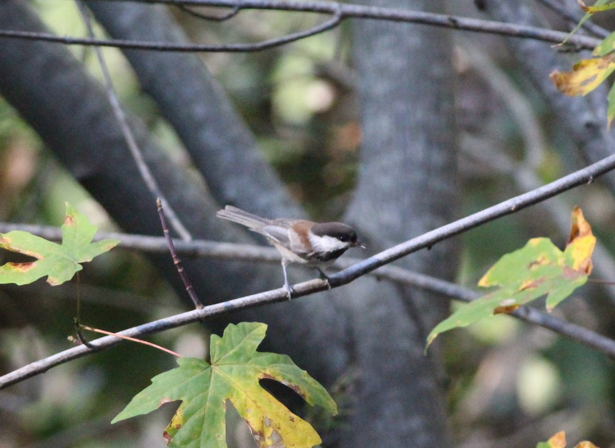 Chestnut-backed Chickadee - ML181699831