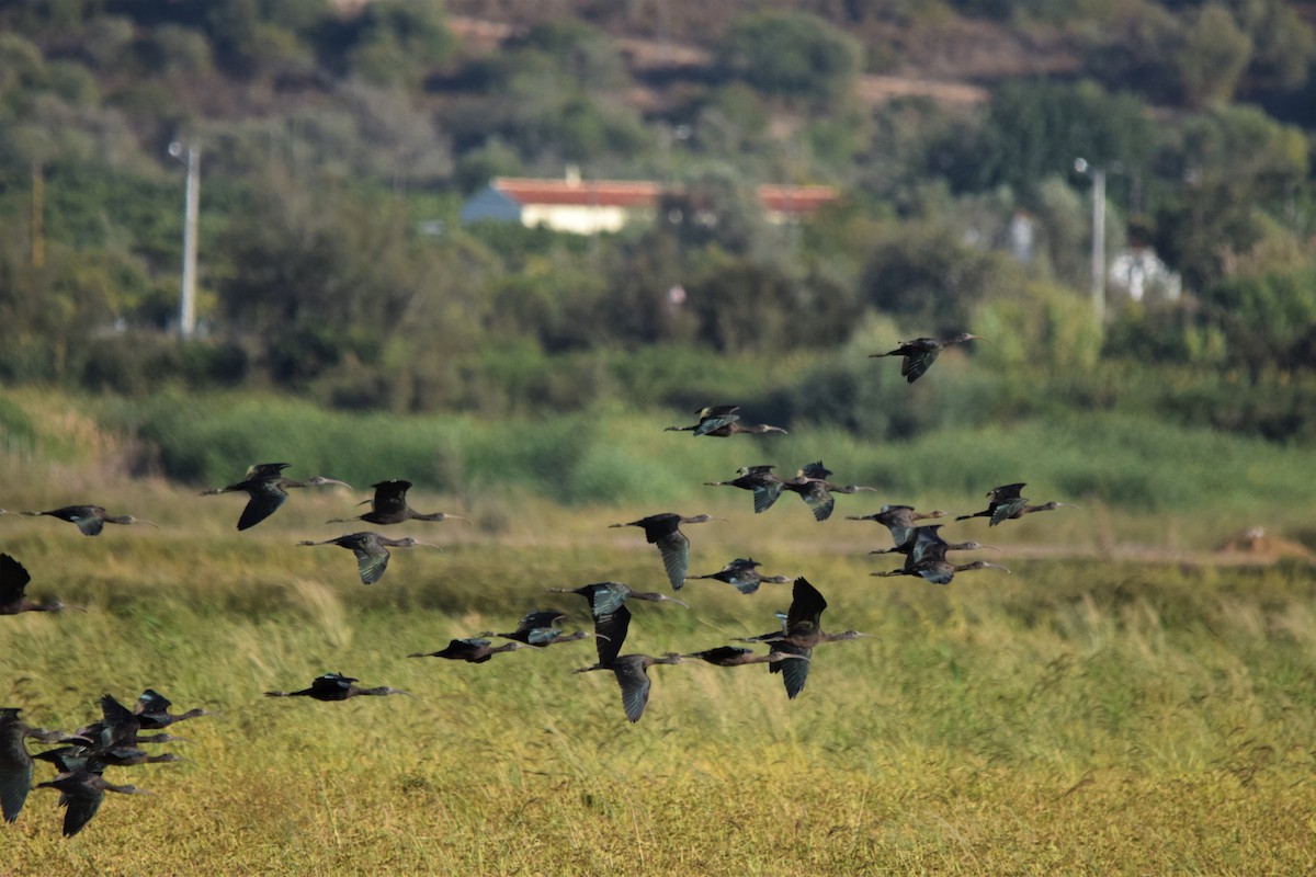 Glossy Ibis - Luís Santos