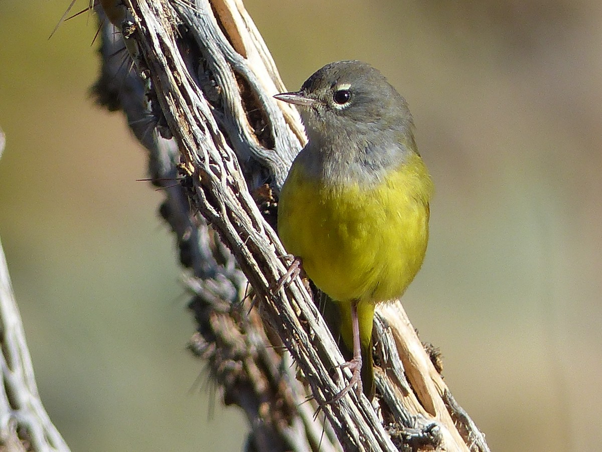 MacGillivray's Warbler - ML181705121