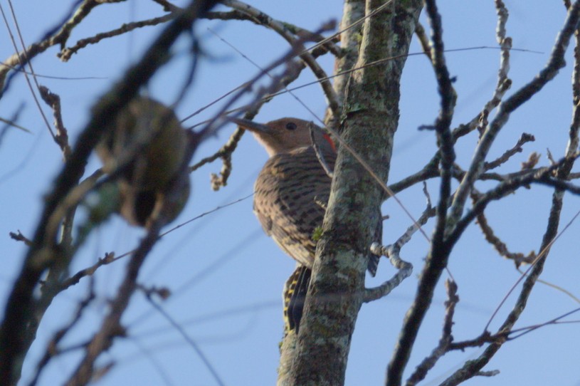 Northern Flicker (Yellow-shafted) - ML181705581