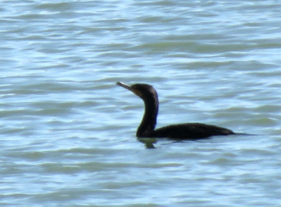 Double-crested Cormorant - Catherine Hagen