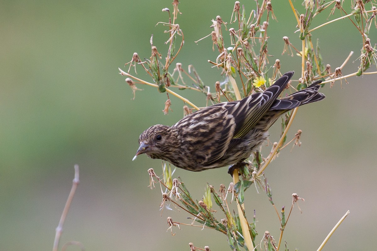 Pine Siskin - ML181712631