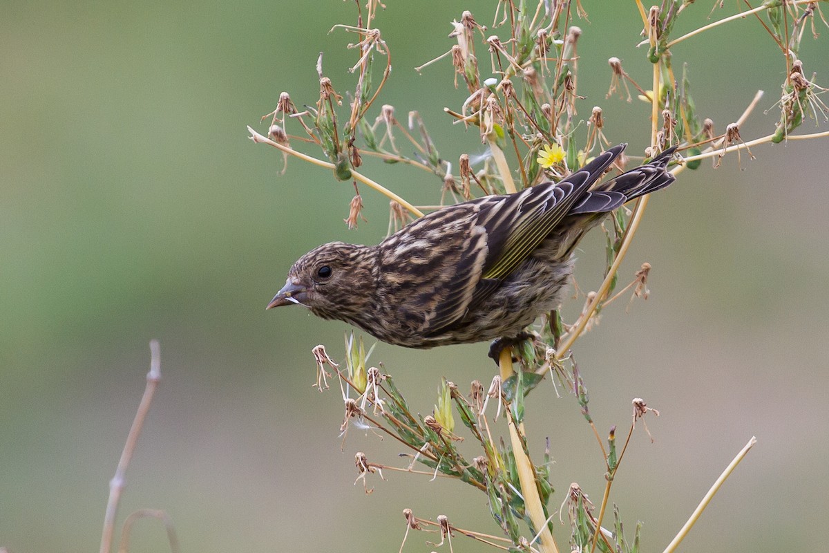 Pine Siskin - ML181712891
