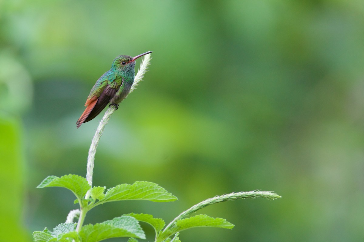 Rufous-tailed Hummingbird - Detcheverry Joël