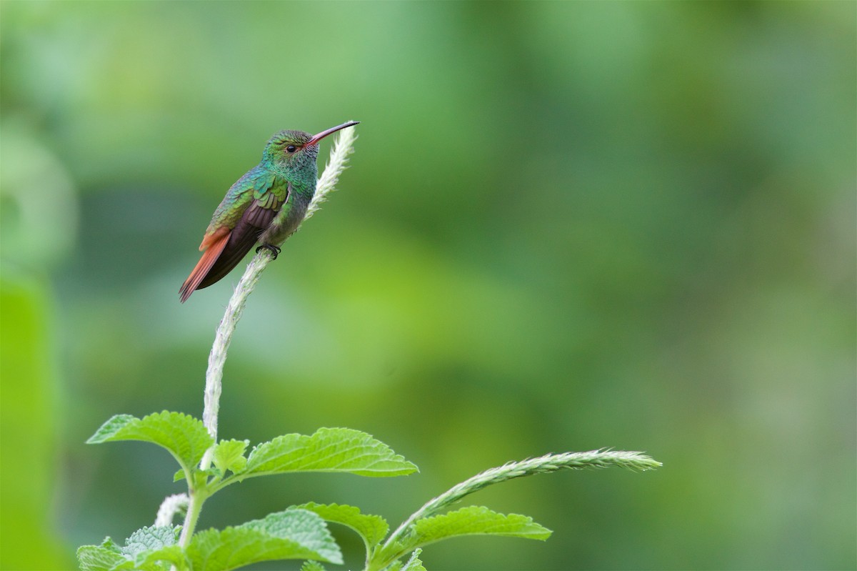 Kızıl Kuyruklu Kolibri - ML181713141