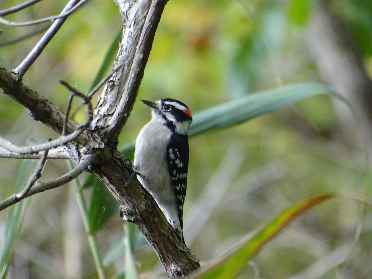 Downy Woodpecker - Sally Isacco