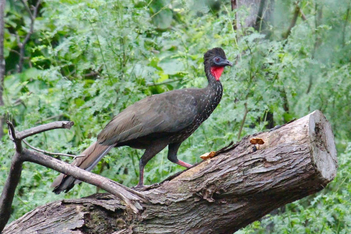 Crested Guan - Paul Newsam