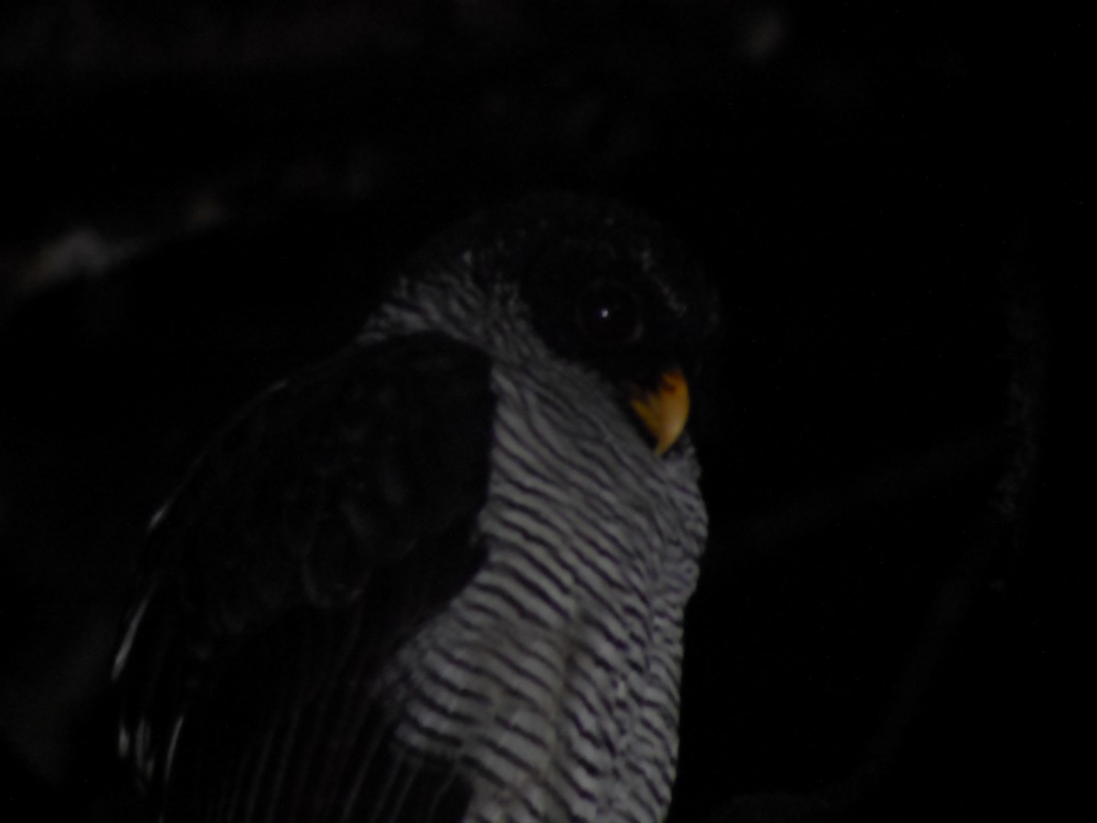 Black-and-white Owl - Robin Gurule