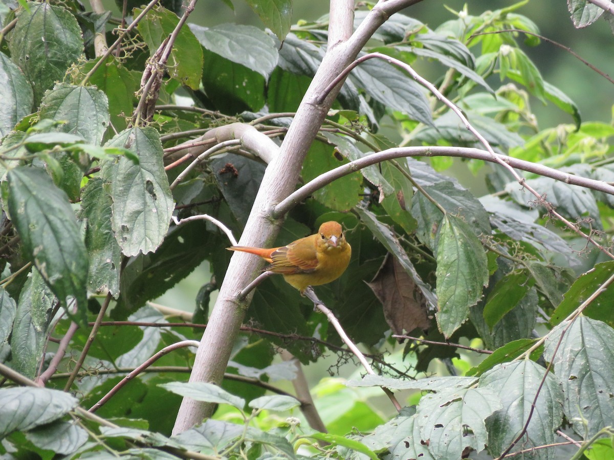 Summer Tanager - ML181719351
