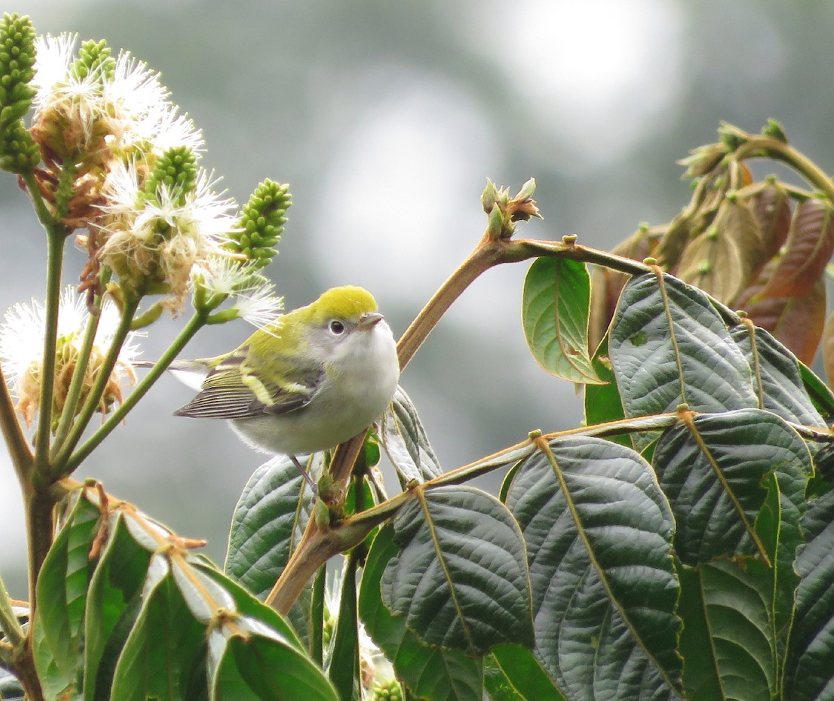 Chestnut-sided Warbler - ML181719531