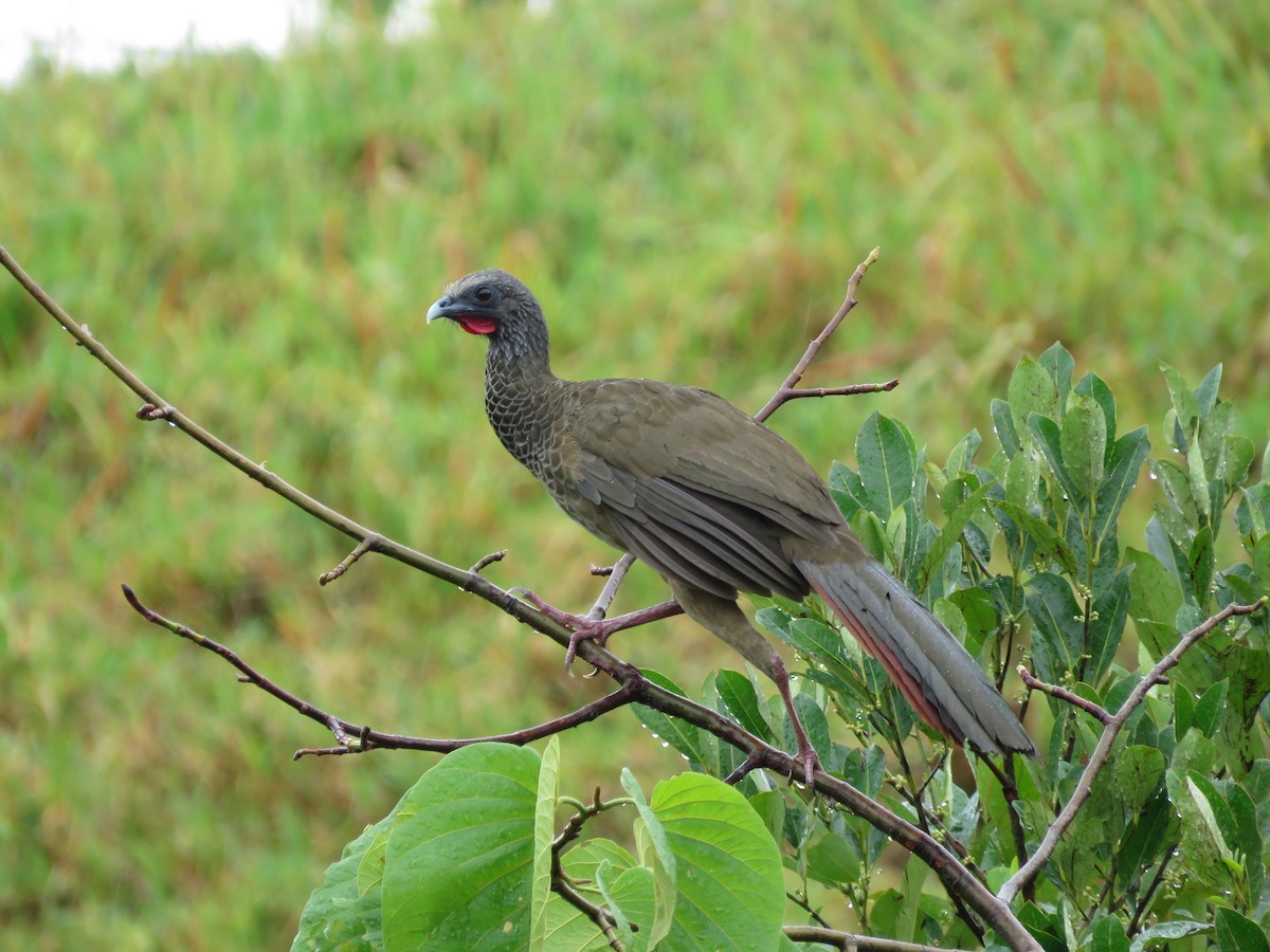 Colombian Chachalaca - ML181720541