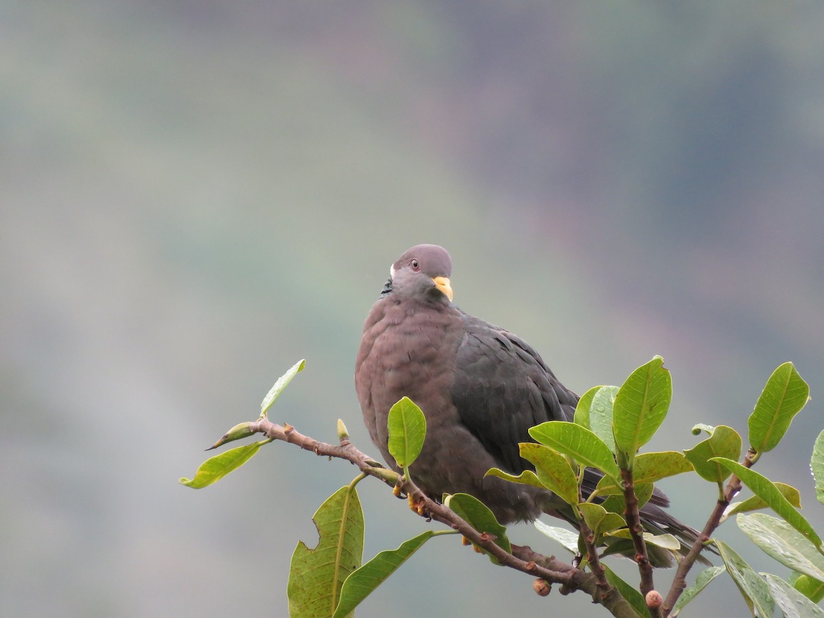 Band-tailed Pigeon - ML181720651