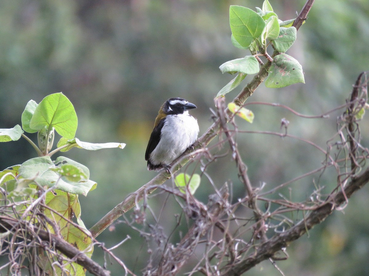 Black-winged Saltator - ML181720941