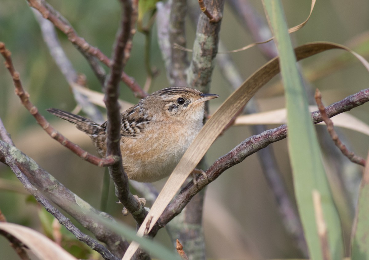 Sedge Wren - ML181722631