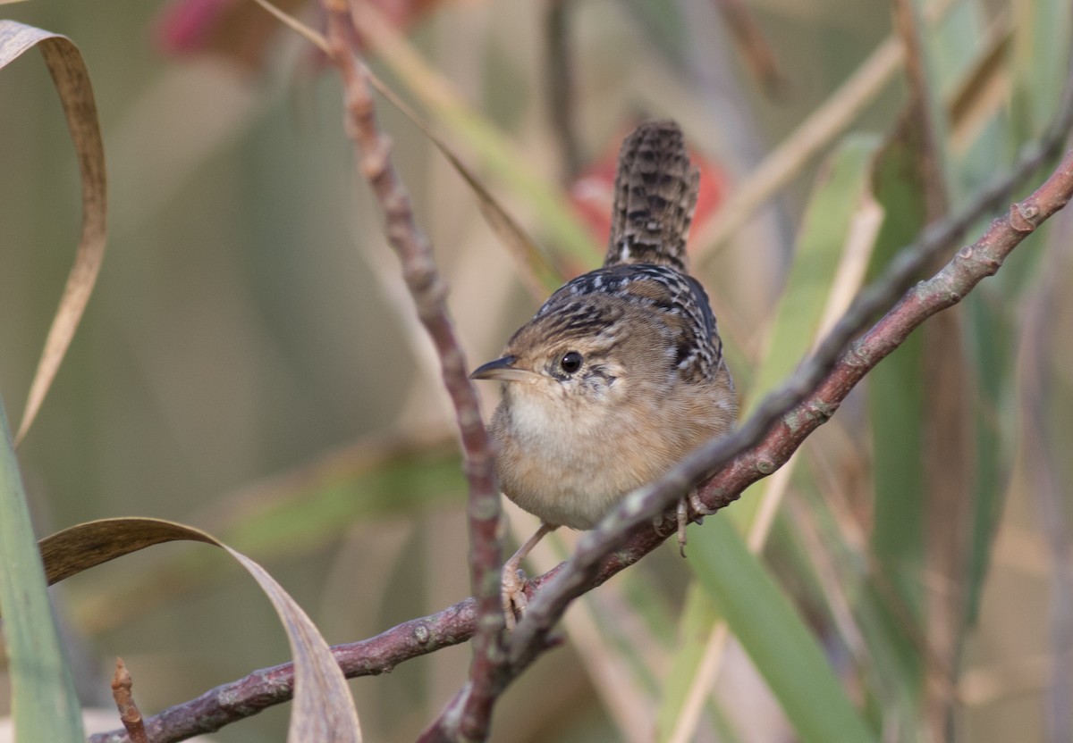 Sedge Wren - ML181722651