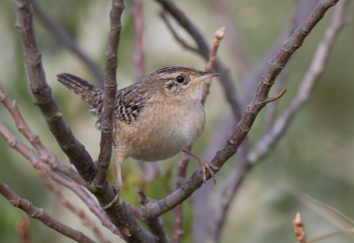 Sedge Wren - ML181722661