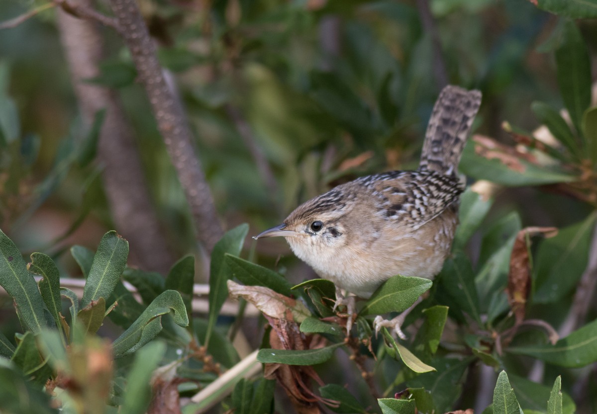 Sedge Wren - ML181722671