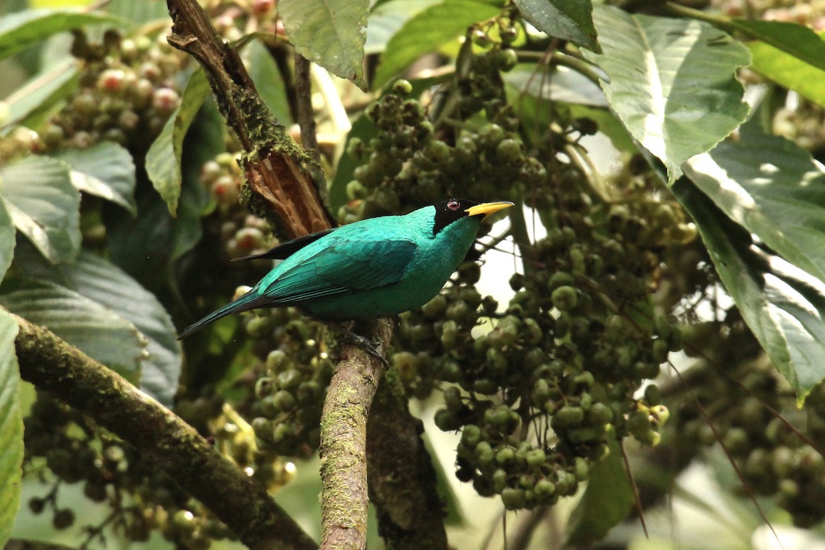 Green Honeycreeper - Paul Newsam