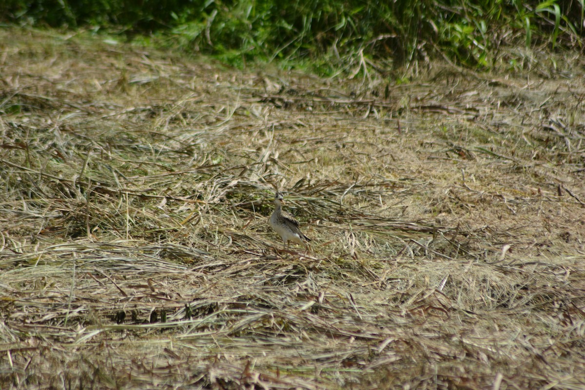 Upland Sandpiper - Mark Hulme