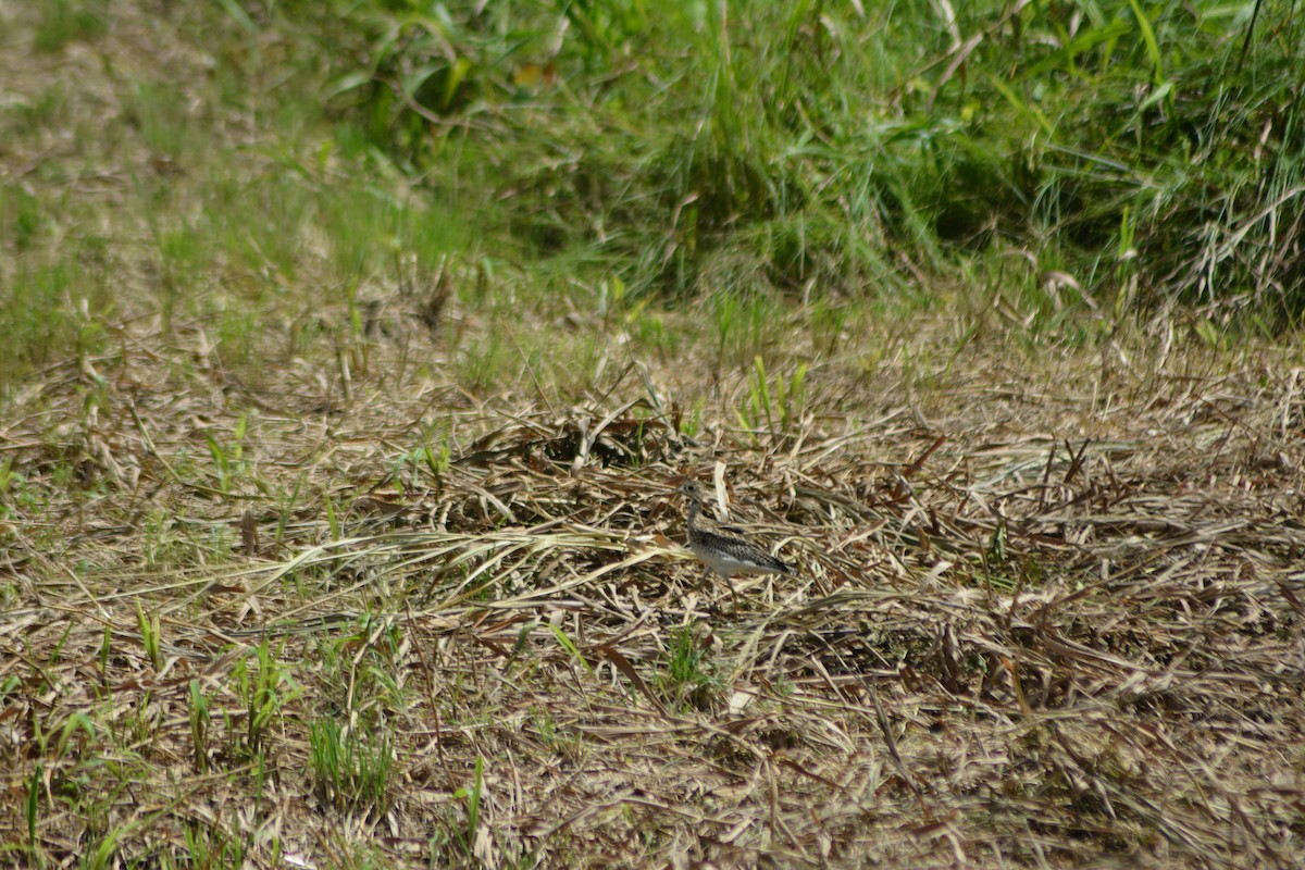 Upland Sandpiper - Mark Hulme