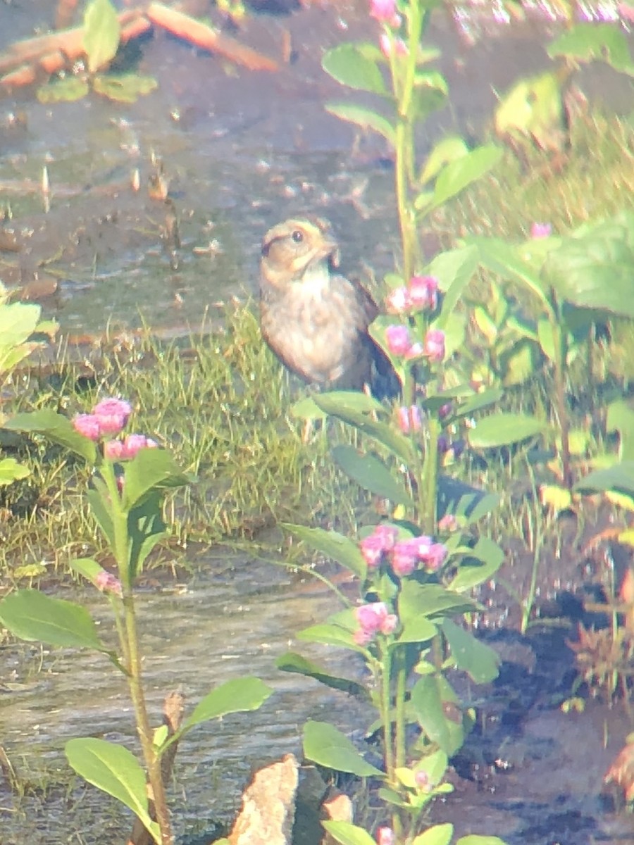 Swamp Sparrow - ML181724311
