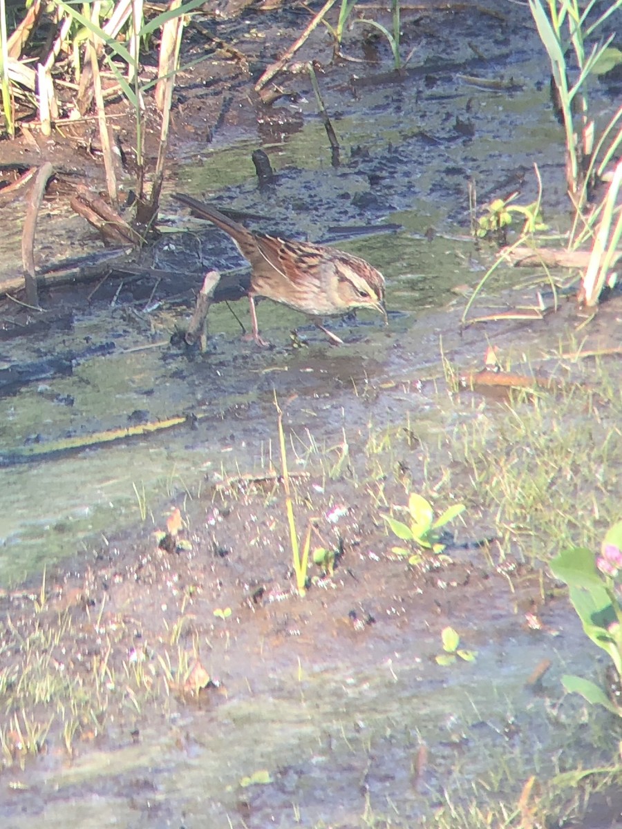 Swamp Sparrow - ML181724331